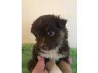 Miniature Australian Shepherd Puppy for sale in Hebron, IN, USA