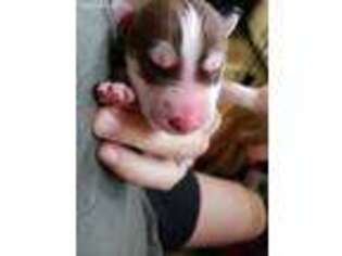 Siberian Husky Puppy for sale in Roseburg, OR, USA