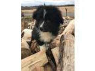 Border Collie Puppy for sale in Byron, IL, USA