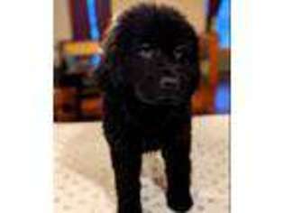 Newfoundland Puppy for sale in Sacramento, CA, USA