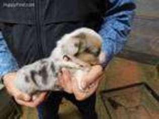 Pembroke Welsh Corgi Puppy for sale in Dobson, NC, USA