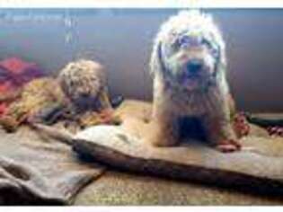 Goldendoodle Puppy for sale in Faucett, MO, USA