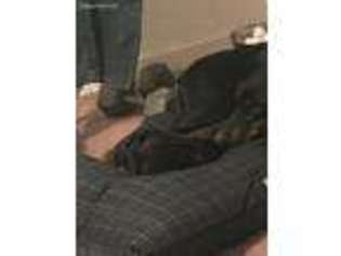 Doberman Pinscher Puppy for sale in Muskogee, OK, USA