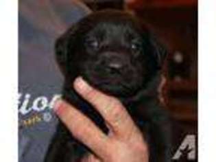 Labrador Retriever Puppy for sale in LINCOLNTON, GA, USA