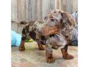 Dachshund Puppy for sale in Mountain Home, AR, USA