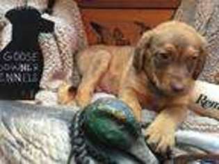 Chesapeake Bay Retriever Puppy for sale in Warrensburg, MO, USA