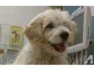 Goldendoodle Puppy for sale in AKRON, OH, USA