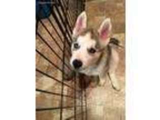 Siberian Husky Puppy for sale in Streator, IL, USA