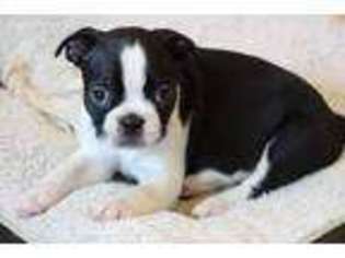 Boston Terrier Puppy for sale in Marlborough, MA, USA