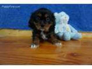 Cavalier King Charles Spaniel Puppy for sale in Chilton, WI, USA