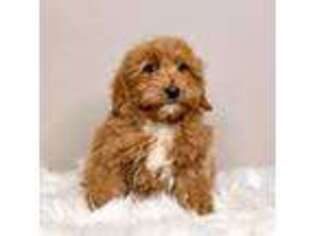 Goldendoodle Puppy for sale in Ontario, OR, USA
