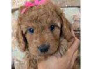 Cavapoo Puppy for sale in Eagle Mountain, UT, USA