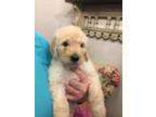 Goldendoodle Puppy for sale in Marianna, FL, USA