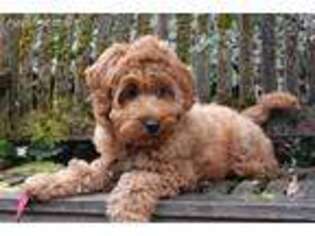 Labradoodle Puppy for sale in Mechanicsville, MD, USA