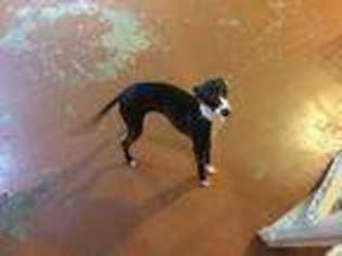 Italian Greyhound Puppy for sale in Somerville, TN, USA