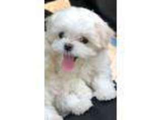 Maltese Puppy for sale in Cerritos, CA, USA