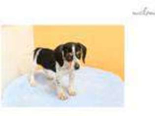 Beagle Puppy for sale in Los Angeles, CA, USA