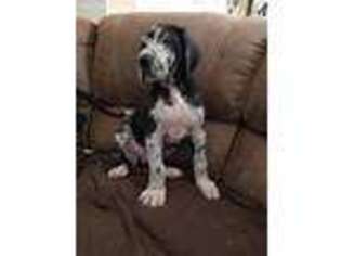 Great Dane Puppy for sale in New London, NC, USA
