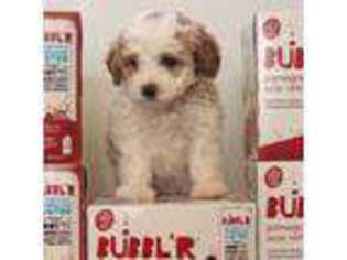 Cavapoo Puppy for sale in Nashwauk, MN, USA