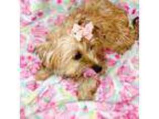 Yorkshire Terrier Puppy for sale in Westfield, MA, USA