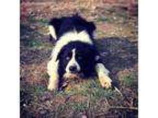 Border Collie Puppy for sale in Liberty, KY, USA