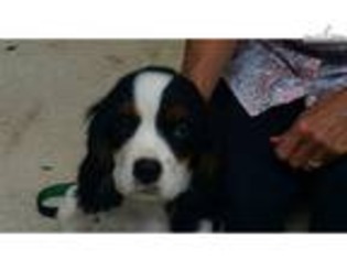 Cavalier King Charles Spaniel Puppy for sale in Pensacola, FL, USA