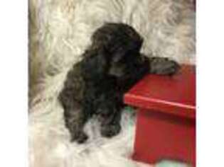 Shih-Poo Puppy for sale in Wichita, KS, USA