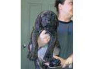 Cane Corso Puppy for sale in NEW CASTLE, PA, USA