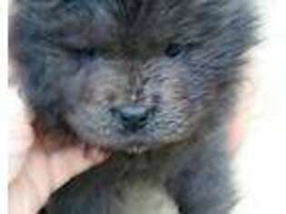 Chow Chow Puppy for sale in Gibsonia, PA, USA