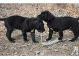 Great Dane Puppy for sale in HYSHAM, MT, USA