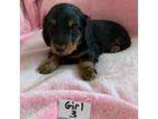 Dachshund Puppy for sale in Coram, NY, USA