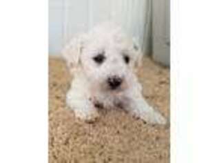 Bichon Frise Puppy for sale in Stanwood, MI, USA