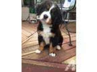 Bernese Mountain Dog Puppy for sale in ELGIN, IL, USA