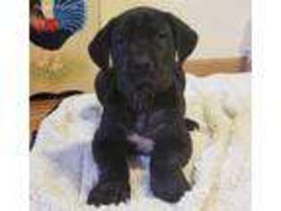 Great Dane Puppy for sale in Clyde, KS, USA