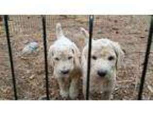 Mutt Puppy for sale in Ford, WA, USA