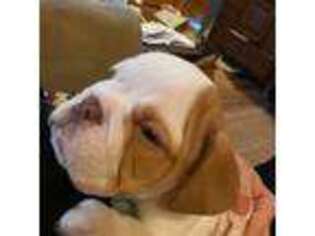 Bulldog Puppy for sale in Marion, OH, USA