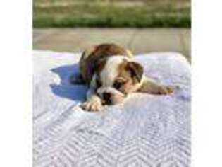 Bulldog Puppy for sale in Fresno, CA, USA