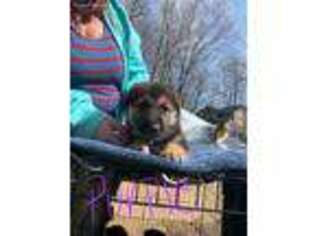 German Shepherd Dog Puppy for sale in Spotsylvania, VA, USA