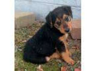 Airedale Terrier Puppy for sale in Baxter Springs, KS, USA