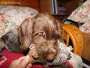 Wirehaired Pointing Griffon Puppy for sale in Calamus, IA, USA