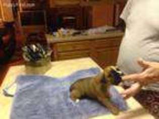Boxer Puppy for sale in Mocksville, NC, USA