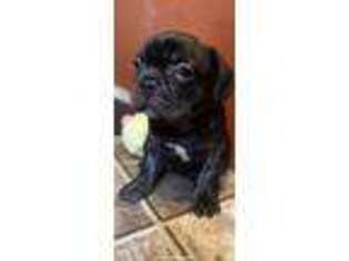 Mutt Puppy for sale in Ridgeley, WV, USA