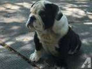 Bulldog Puppy for sale in SAN BERNARDINO, CA, USA