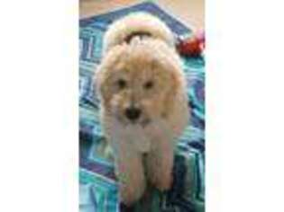 Goldendoodle Puppy for sale in Naperville, IL, USA