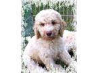 Goldendoodle Puppy for sale in STATEN ISLAND, NY, USA