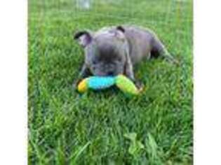 Buggs Puppy for sale in Mead, WA, USA