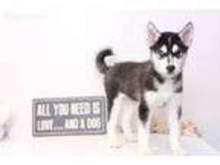 Siberian Husky Puppy for sale in Naples, FL, USA