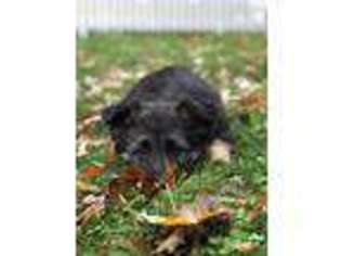 German Shepherd Dog Puppy for sale in Goshen, NY, USA