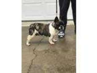 French Bulldog Puppy for sale in Sunman, IN, USA