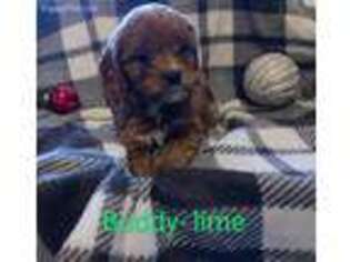 Cavapoo Puppy for sale in Waycross, GA, USA